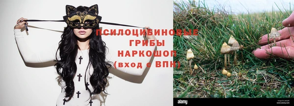 прущие грибы Куйбышев